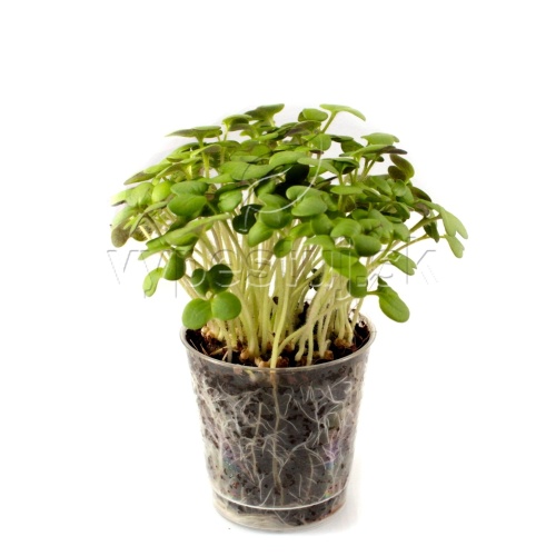 Horčica, SINAPIS ALBA, Mustard cress, 5 kg